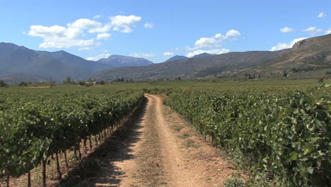 Camino-A-Través-De-Viñedos-En-El-Valle-De-Nemea