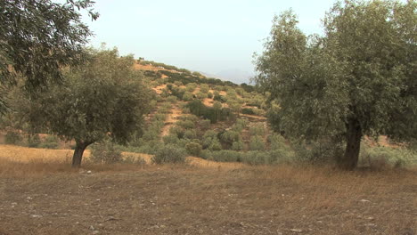 Olive-grove-near-Mycanae-Greece