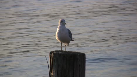 Seagull-on-post