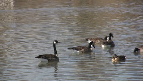 Geese-swimming-at-Saint-Michaels-MD