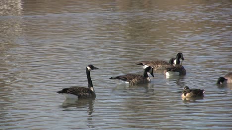 Gänse-Schwimmen-In-Saint-Michaels-Md