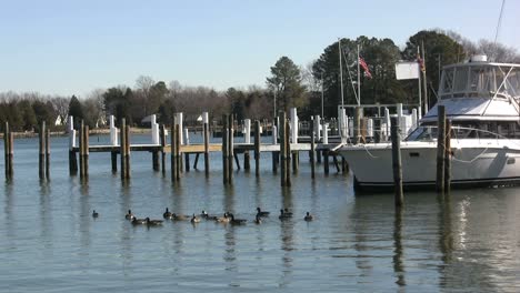 St.-Michaels-ducks-swimming