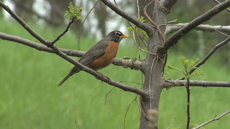 Robin-perched-in-tree