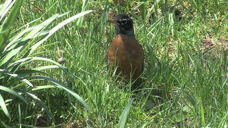 Robin-hops-in-grass