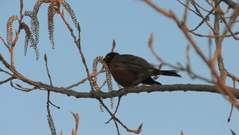 Rotkehlchen-Singt-In-Einem-Blühenden-Baum