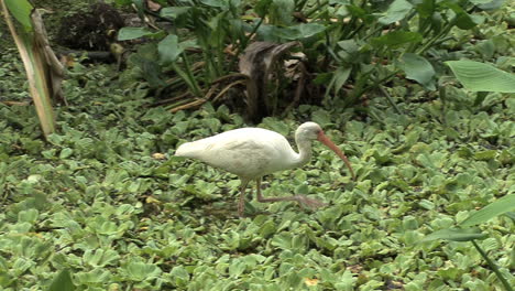 Florida-White-Ibis-in-a-swamp