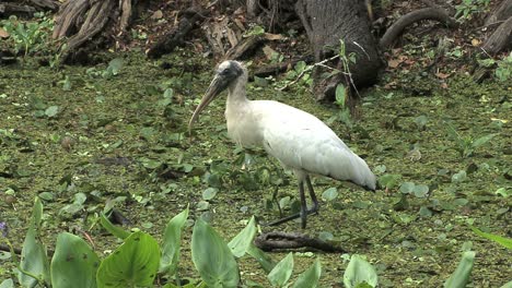 Florida-Wood-stork