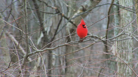 Cardinal-in-early-spring