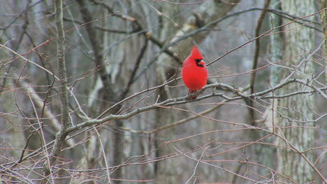 Cardenal-A-Principios-De-Primavera