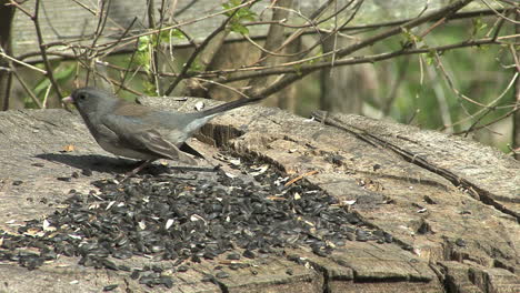 Dunkeläugige-Junco-Fütterung