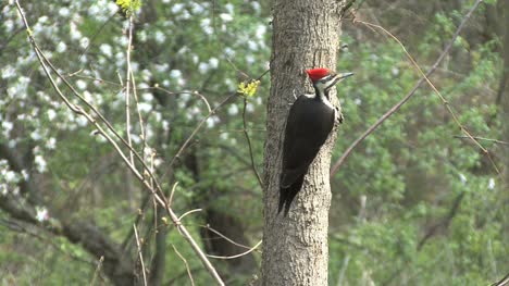 Pileated-Woodpecker