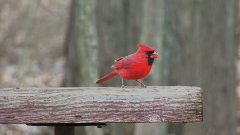 Cardinal-on-feeder
