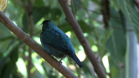 Florida-Pájaro-En-El-árbol