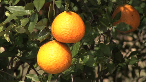 Naranjas-De-Florida-En-Un-árbol