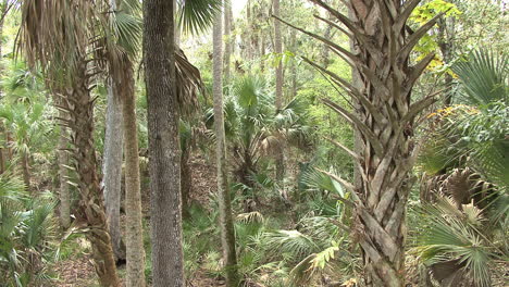 Florida-palmetto-in-a-swamp