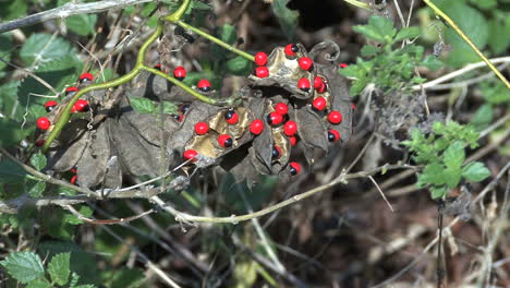 Florida-Giftige-Rote-Und-Schwarze-Samen