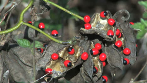 Frijoles-Rojos-Venenosos-De-Florida-Con-Manchas-Negras