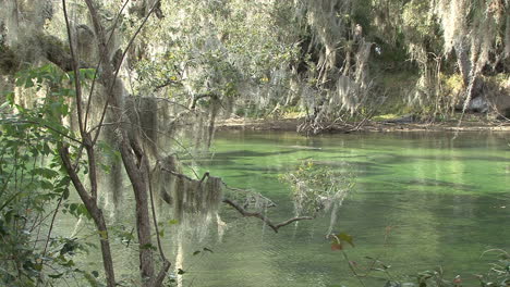 Florida-Manatee-springs