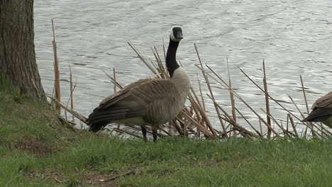 Canada-goose-on-a-lake-shore