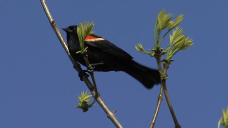 Mirlo-De-Alas-Rojas-árbol-De-Primavera