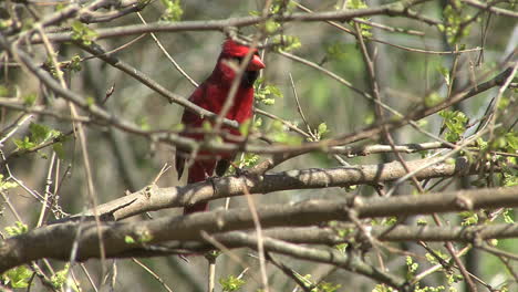 Cardenal-A-Través-De-Las-Ramas-De-Los-árboles