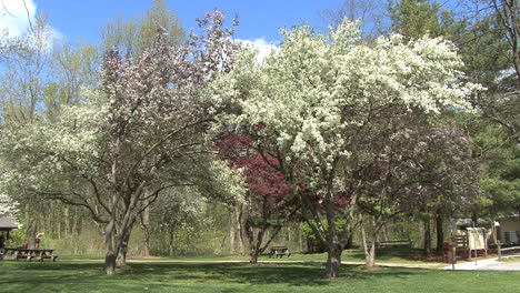 Blühende-Obstbäume-Indiana-Park