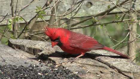 Cardinal-eating-seeds