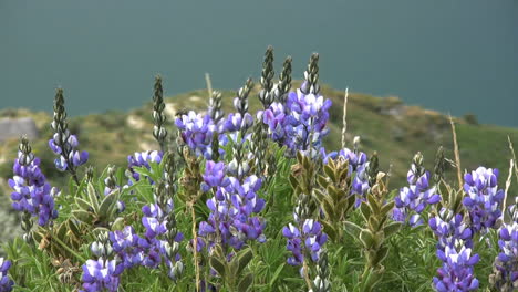 Blaue-Lupinenblüten