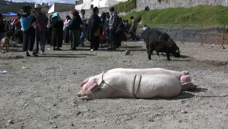 Ecuador-Cerdos-Atados-En-El-Mercado