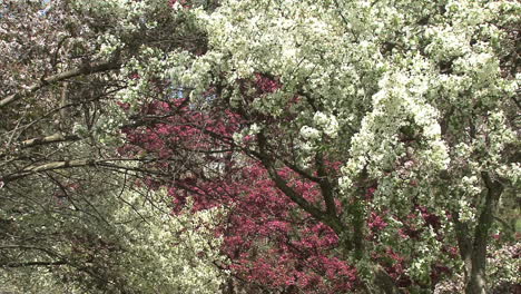 Blühende-Bäume-Im-Frühling