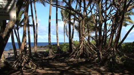 Pandanus-Und-Palmen-Am-Meer