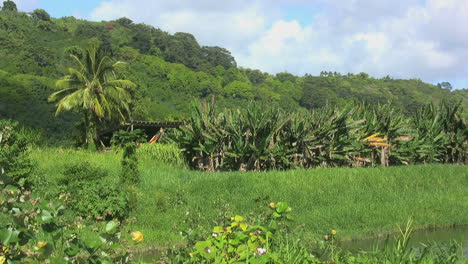 Kauai-Landschaft-Mit-Bananen