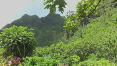 Paisaje-De-Montaña-Kauai-Con-árboles