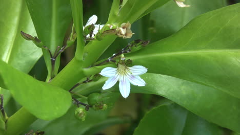 Naupaka-Mythische-Hawaiianische-Blume