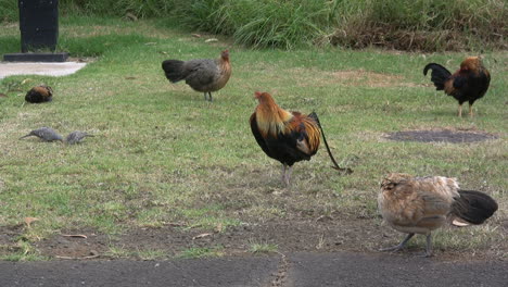 Rooster-and-hens-in-Kauai
