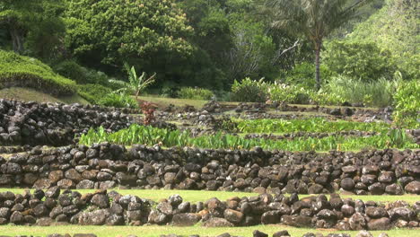 Terrazas-De-Piedra-Kauai-Con-Plantaciones-De-Taro