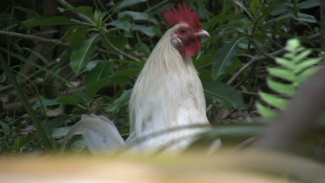 Kauai-Wildhuhn-Klappenflügel-3