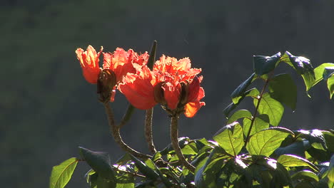 Backlit-tulip-tree-flower