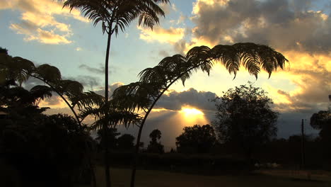 Maui-Fern-frames-sunrise