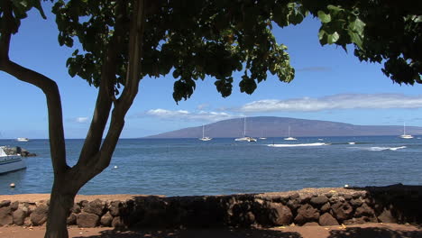 Maui-Lahaina-Baum-Ufermauer-Und-Lanai