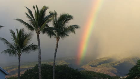 Palmas-De-Maui-Con-Un-Arcoíris-Vívido