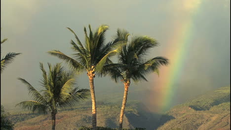 Maui-Regenbogen-Und-Palmen-In-Der-Sonne-In