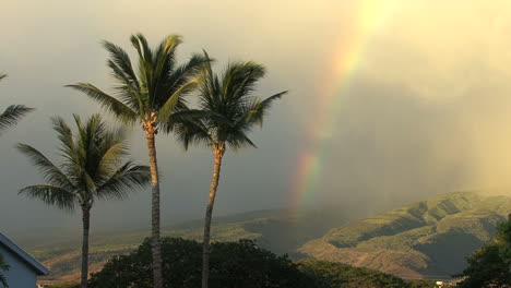 Maui-Rainbow-Dim-Mit-Vögeln