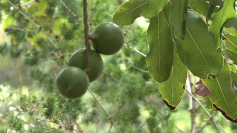 Runde-Grüne-Tropische-Macadamianüsse