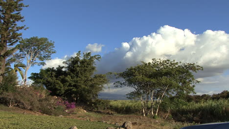 Maui-Trees,-sugar-cane-and-clouds