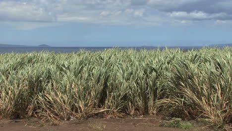 Maui-Sugar-cane-blowing-in-sunlight