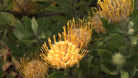 Maui-Yellow-protea-flowers