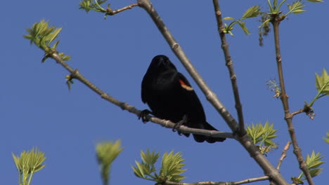 Mirlo-De-Alas-Rojas-En-El-árbol