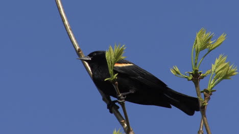 Red-winged-blackbird-in-a-spring-tree