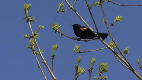 Redwinged-blackbird-in-tree